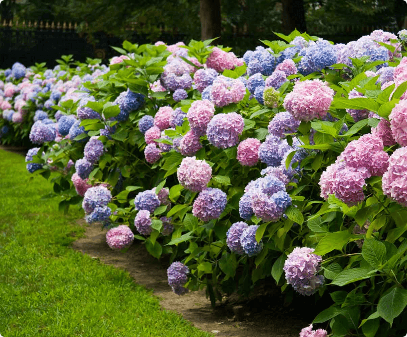 Image of purple and pink hydrangea flowers